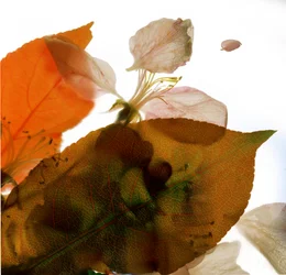 Crabapple Rose I, 2014